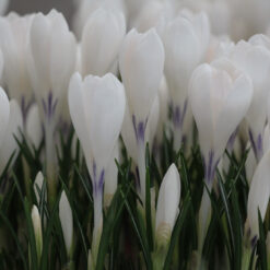 Crocus 'Ice Queen'