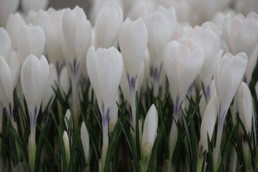 Crocus 'Ice Queen'