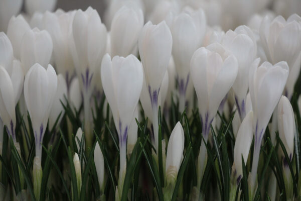 Crocus 'Ice Queen'