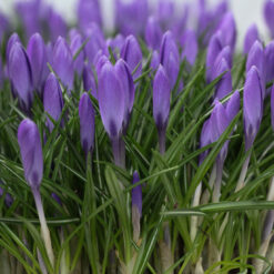 Crocus 'Aqua'