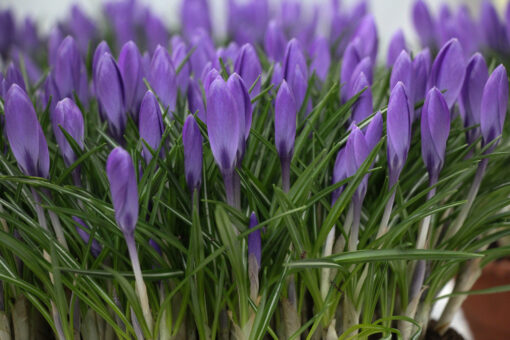 Crocus 'Aqua'
