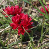 Tulipa humilis 'Samantha'