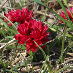 Tulipa humilis 'Samantha'