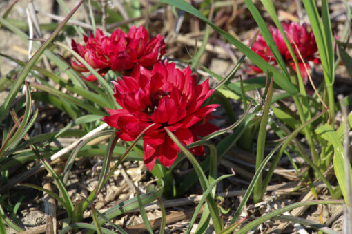 Tulipa humilis 'Samantha'
