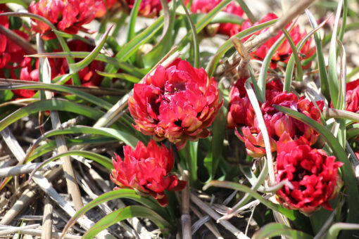 Tulipa humilis 'Samantha' - Afbeelding 2