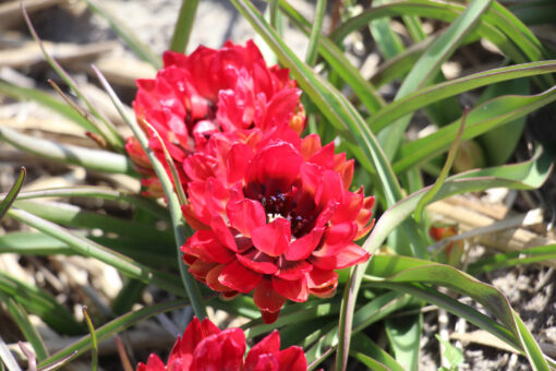 Tulipa humilis 'Samantha' - Afbeelding 3