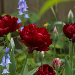 Tulipa 'Uncle Tom'