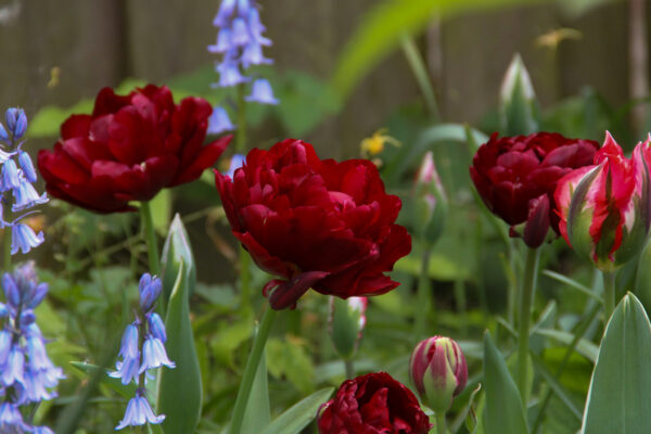 Tulipa 'Uncle Tom'