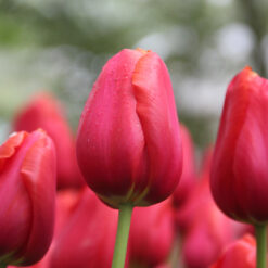 Tulipa 'Avignon'