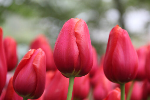 Tulipa 'Avignon'