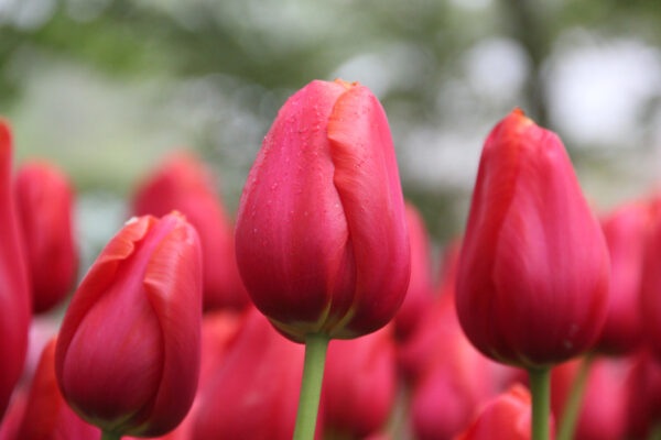 Tulipa 'Avignon'