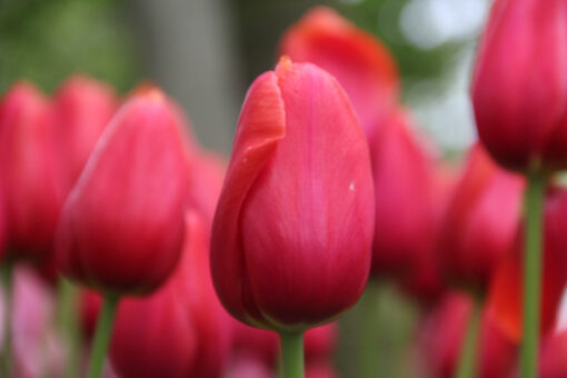 Tulipa 'Avignon' - Afbeelding 2