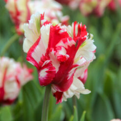 Tulipa 'Estella Rijnveld'