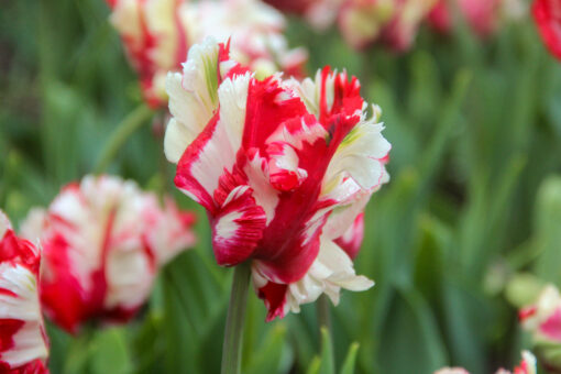 Tulipa 'Estella Rijnveld'