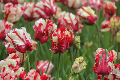 Tulipa 'Estella Rijnveld' - Afbeelding 2