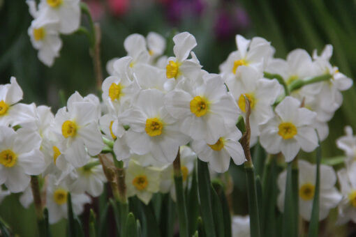 Narcissus 'Aspasia' - Afbeelding 2
