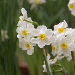 Narcissus 'Aspasia'