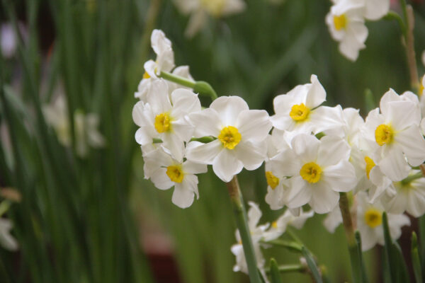 Narcissus 'Aspasia'