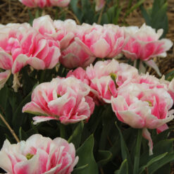 Tulipa 'Foxtrot'