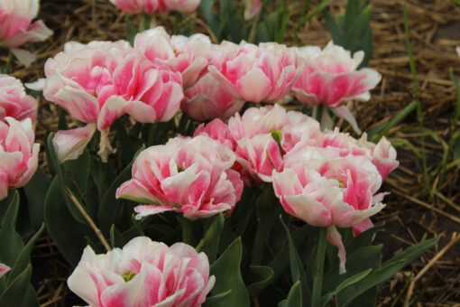 Tulipa 'Foxtrot'