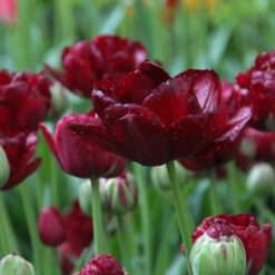 Tulipa 'Uncle Tom'