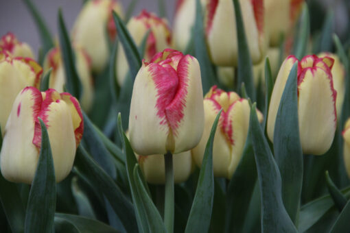 Tulipa 'Cape Town' - Afbeelding 2