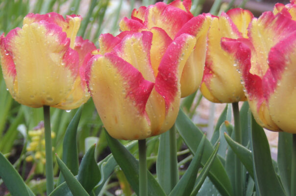 Tulipa 'Cape Town'