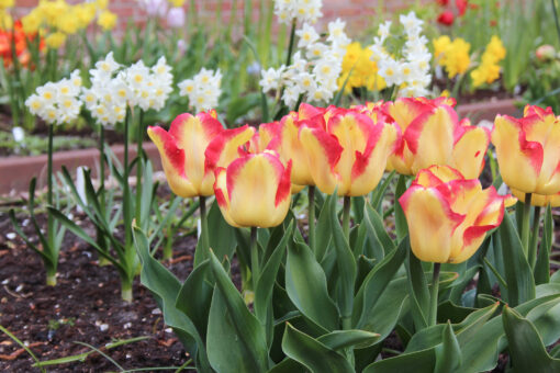 Tulipa 'Cape Town' - Afbeelding 3