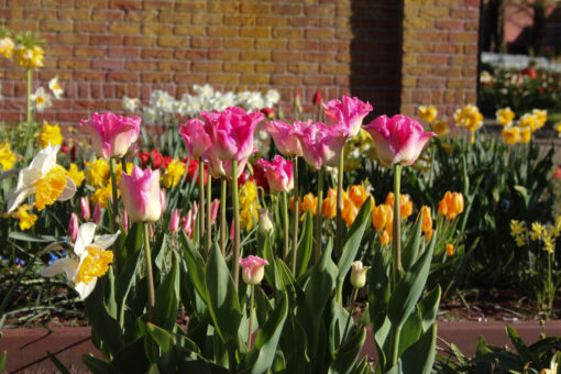 Tulipa 'Crown of Dynasty' - Afbeelding 3