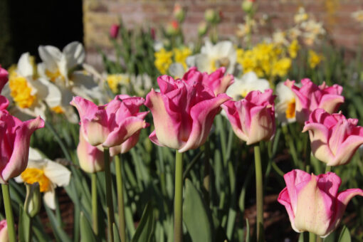 Tulipa 'Crown of Dynasty' - Afbeelding 2