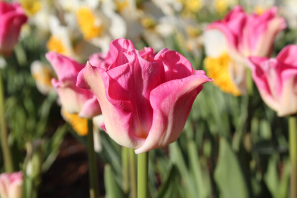 Tulipa 'Crown of Dynasty'