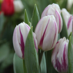 Tulipa 'Flaming Flag'