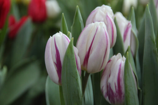 Tulipa 'Flaming Flag'