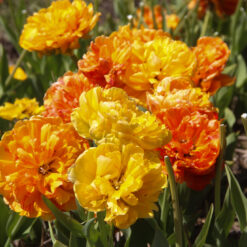Tulipa  'Sunlover'