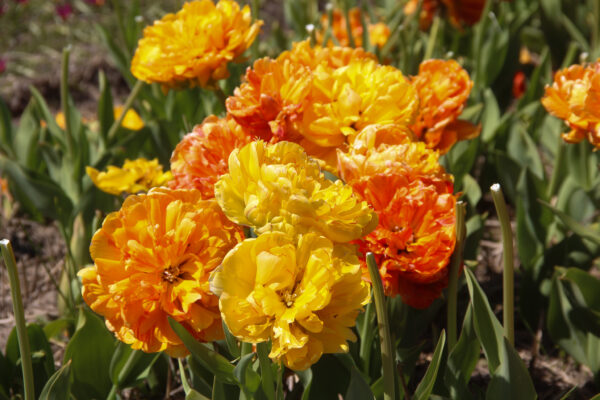 Tulipa 'Sunlover'