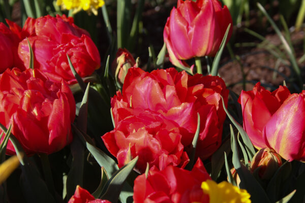 Tulipa 'Viking'