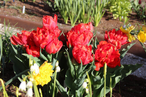 Tulipa 'Viking' - Afbeelding 2