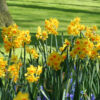Narcissus 'Grand Soleil d'Or'