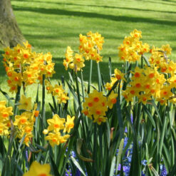 Narcissus 'Grand Soleil d'Or'
