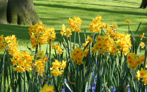 Narcissus 'Grand Soleil d'Or'