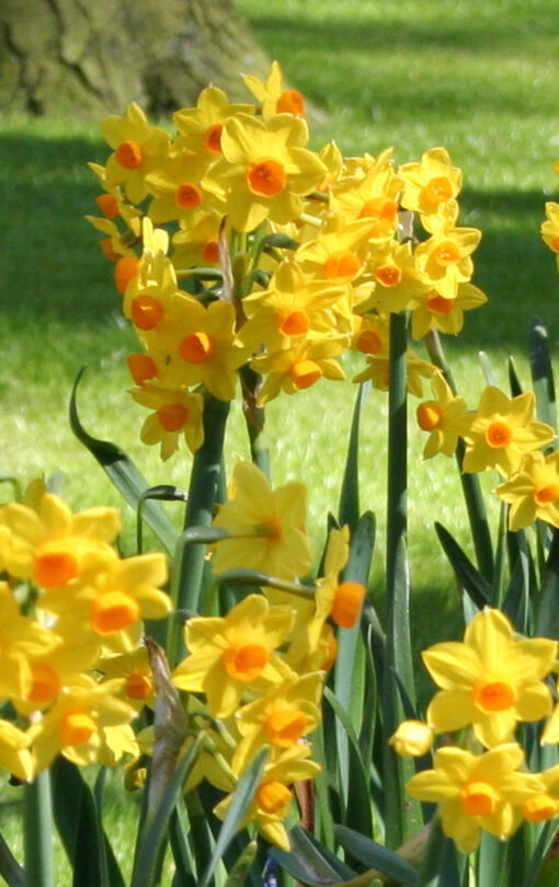 Narcissus 'Grand Soleil d'Or' - Afbeelding 2