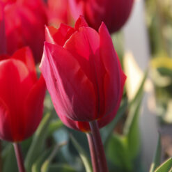 Tulipa 'Couleur Cardinal'