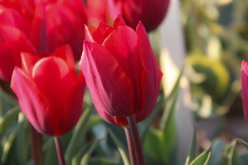 Tulipa 'Couleur Cardinal'