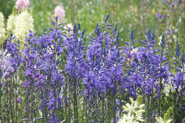 Camassia leightlinii 'Maybelle'