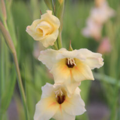 Gladiolus nanus 'Halley'
