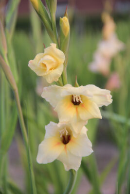 Gladiolus nanus 'Halley'