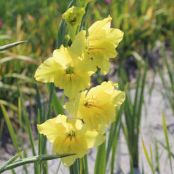 Gladiolus colvillei 'Irish Gold'