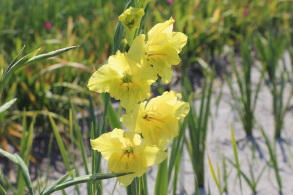 Gladiolus colvillei 'Irish Gold'