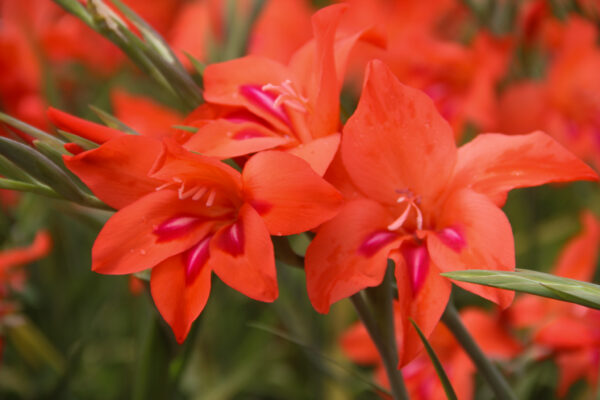 Gladiolus nanus 'Amanda Mayi'