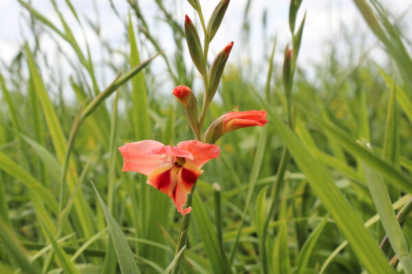 Gladiolus nanus 'Nathalie'